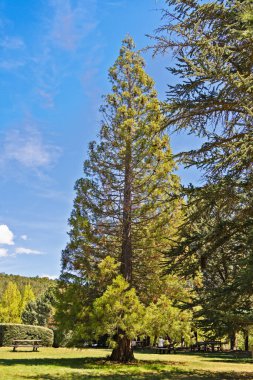 Piknik masaları ve güzel bir günde yemyeşil çimlerle güneşli bir parkta dimdik duran büyük selvi ağacı.