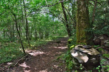 Yeşil ağaçlar ve yosunlu kayalarla çevrili yoğun ormanlık alana giden orman yolu.