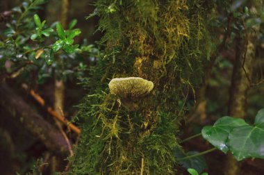 Yoğun bir yosun kaplı ağaç gövdesinde yetişen vahşi bir mantarın altında doğal bozulma ve orman ekosistemi sergileniyor.