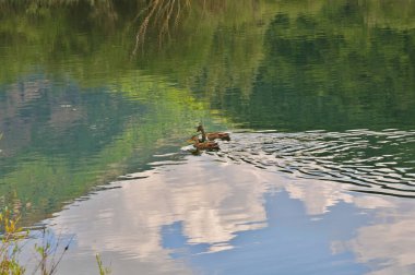 İki ördek yavaşça yüzüyor, durgun göl yüzeyinde hafif dalgalanmalar yaratıyor, güzel bir şekilde yeşil ağaçları ve mavi gökyüzünü yansıtıyor.