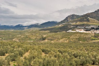 Uçsuz bucaksız zeytin tarlalarının manzarası ve bulutlu bir gökyüzünün altında dağlara yaslanmış büyüleyici beyaz bir köy.