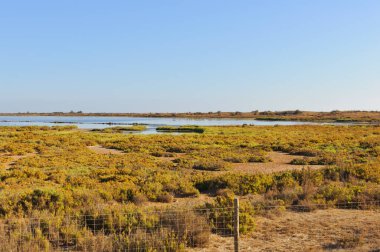 Ebro Delta geniş bir sulak arazi ekosistemi gösteriyor sığ su, bataklık bitki örtüsü ve temiz bir gökyüzünün altında seyrek çalılıklar.
