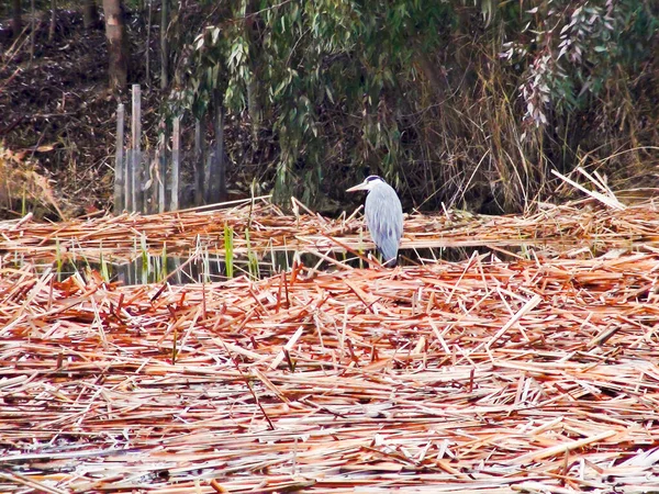Grey heron standing among broken reeds in the water, observing its natural environment in Delta del Ebro