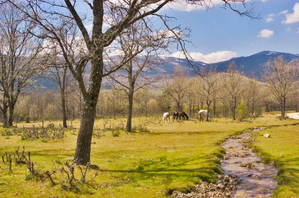 Horses grazing in a serene meadow with a winding stream and spring trees, set against a backdrop of snow capped mountains