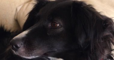 Yüzünde beyaz bir leke olan siyah bir köpek bir kanepede yatıyor. Köpeğin gözleri kapalı ve dinleniyor.