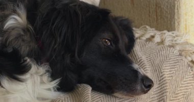 Siyah beyaz bir köpek battaniyenin üzerinde yatıyor. Köpek kameraya bakıyor.