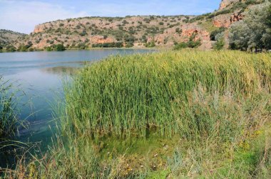Etrafında bir sürü ot büyüyen bir su kütlesi. Su yeşil ve çimenler kahverengi.