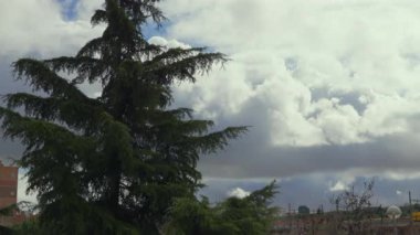 Arkasında bulutlu bir gökyüzü olan büyük bir ağaç.