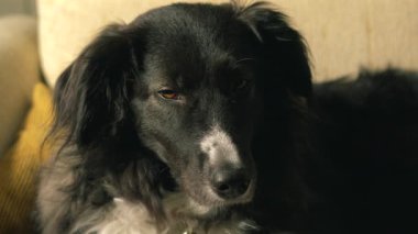 Siyah beyaz bir köpek bir kanepede yatıyor. Köpeğin yüzünde beyaz bir leke var.