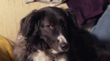 Siyah beyaz bir köpek bir kanepede yatıyor. Köpeğin siyah bir burnu ve beyaz kulakları var.