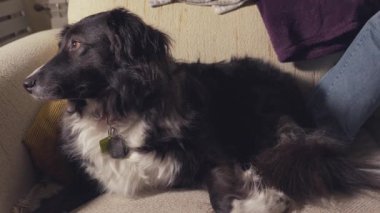 Siyah beyaz bir köpek bir kanepede yatıyor. Köpek tasma takıyor ve rahatlamış.