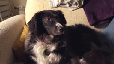 Siyah beyaz bir köpek bir kanepede yatıyor. Köpek tasma takıyor ve rahatlamış.