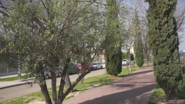 İspanya, Madrid, Barrio Sanchinarro, 02: 25 2026, Rüzgarda esen yeşil ağaçlar Bisiklet yolunun yanında ve yoldan geçen arabaların olduğu bir sokak