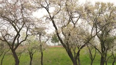 Güzel beyaz ve pembe çiçekleri olan badem ağaçları. Hafif bahar esintisi bulutlu bir günde şehir parkında dalları hareket ettiriyor.