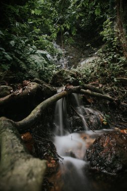 Yağmur ormanı şelalesi yavaş kapatma modunda.