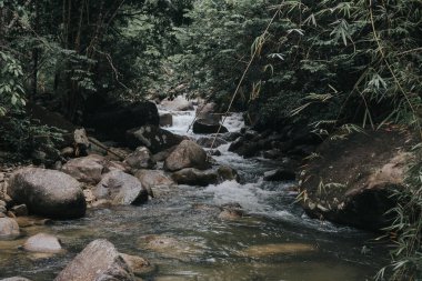 Yağmur ormanlarının muhteşem manzarası.