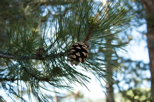 Pine tree cone — Stock Photo, Image