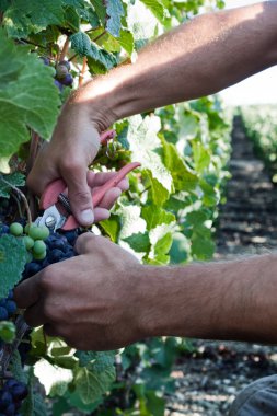 Güneş hasat zamanında üzüm toplama winemaker adam