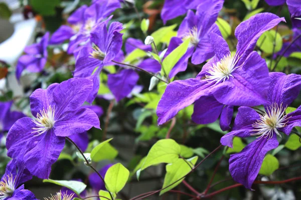 Violeta, flor púrpura en el jardín — Foto de Stock