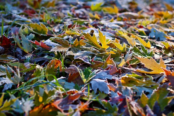 서리가 내리던 서리가 내리던 색깔의 낙엽들이 뒤덮여 아름다운 시야의 깊이를 — 스톡 사진