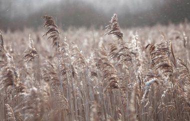 Sonbaharın sonlarında bir kar yağışı sırasında göldeki kuru bataklık kamışlarının soyut arkaplanı. Güneş ışığı ve kar. Tarafsız renkler. Asgari konsept