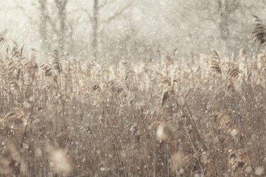 Sonbaharın sonlarında bir kar yağışı sırasında göldeki kuru bataklık kamışlarının soyut arkaplanı. Güneş ışığı ve kar. Tarafsız renkler. Asgari konsept