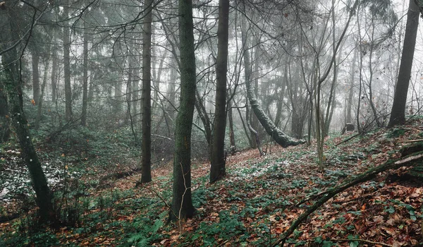 Piękne Tło Krajobrazu Tajemniczego Mglistego Lasu Sosnowo Świerkowego Późną Jesienią — Zdjęcie stockowe
