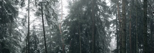 最初の雪の後に神秘的な霧のモミの冬の森の美しい風景の背景 最初の雪で覆われて食べた ミューティッドカラー パノラマバナー — ストック写真