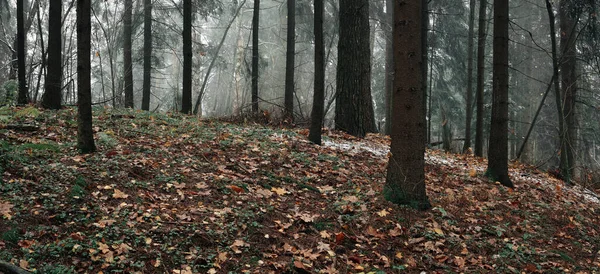 Krásná Krajina Pozadí Mlhavé Pozdní Podzimní Borovice Smrkového Lesa Spadanými — Stock fotografie