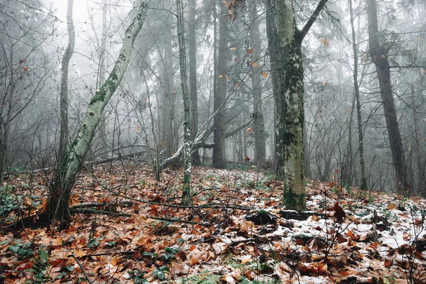 Vacker Landskap Bakgrund Dimmig Höst Tall Och Granskog Med Fallna — Stockfoto