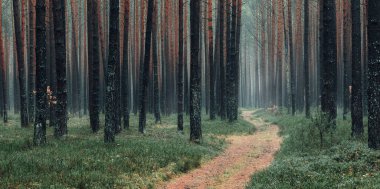 Sisli bir akşamda orman yolu olan sonbahar çam ormanının güzel manzarası. Orman manzarası panoramik afişi