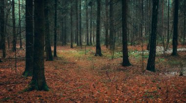 Sonbahar çam ormanının güzel manzarası. Düşen yapraklar ve sisli bir akşamda düz ağaçlar.. 