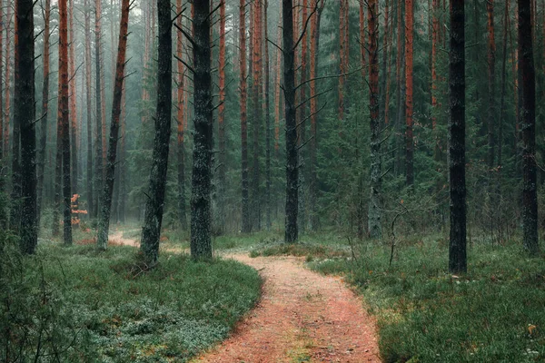 Vacker Landskap Bakgrund Senhösten Tallskog Med Skogsstig Vid Dimmig Kväll — Stockfoto