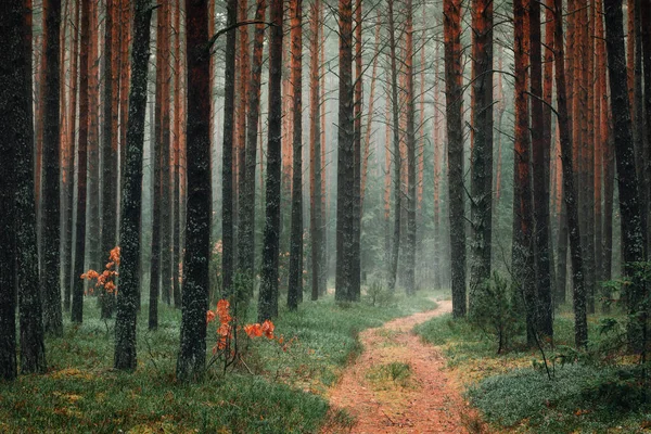 Schöne Landschaft Hintergrund Des Spätherbstes Kiefernwald Mit Waldweg Bei Nebligem — Stockfoto