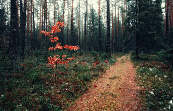 Piękne Tło Krajobrazu Późnej Jesieni Sosnowego Lasu Samotnym Dębem Małe — Zdjęcie stockowe