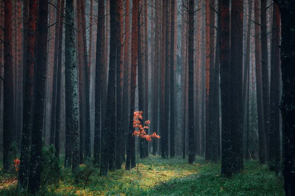 Krásná Krajina Pozadí Pozdního Podzimu Borovice Les Osamělý Dub Malý — Stock fotografie