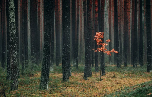 Красивый Пейзажный Фон Поздней Осени Соснового Леса Одиноким Дубовым Деревом — стоковое фото
