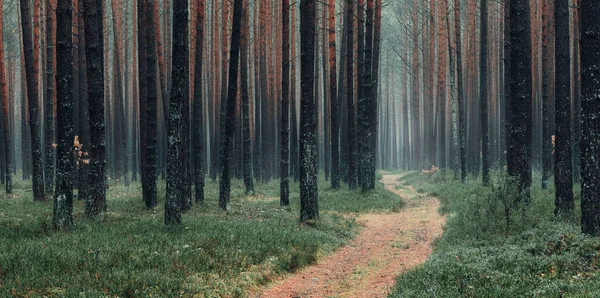 Sisli Bir Akşamda Orman Yolu Olan Sonbahar Çam Ormanının Güzel — Stok fotoğraf