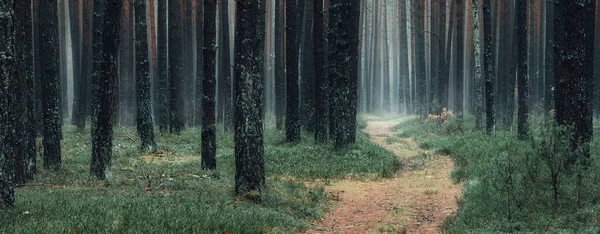 Vackert Panorama Över Senhöstens Tallskog Med Skogsstig Vid Dimmig Kväll — Stockfoto