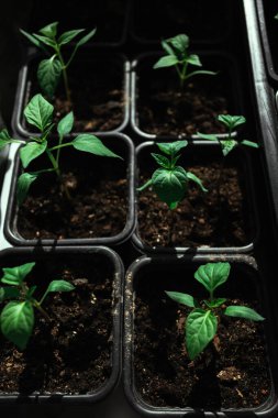 Balkonunda toprak olan ayrı konteynırlarda domates tohumları. Kimyasal maddeler olmadan kendi ellerinle doğal sebze yetiştirmek. Güneş ışığı altında dikey üst görünüm