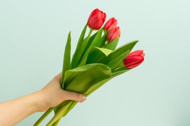 Kırmızı laleleri tutan el. Elindeki güzel lale buketinin görüntüsünü kapat. 8 Mart, Uluslararası Kadınlar Günü. 