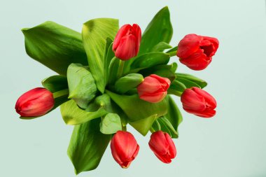 Bir buket kırmızı lale manzaralı. 8 Mart, Uluslararası Kadınlar Günü. 