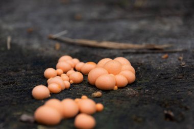 Wolfs Milk namı diğer Lycogala epidendrum yan görünümü