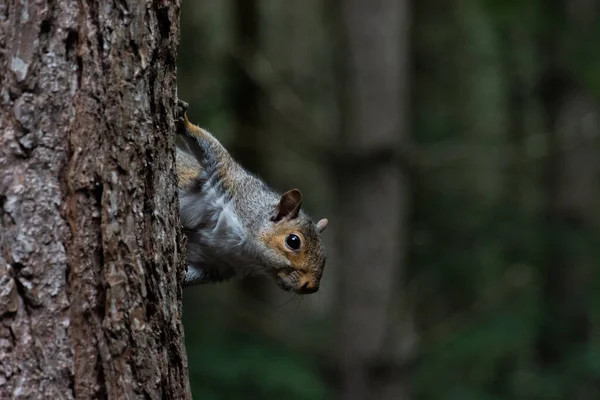 Écureuil Gris Accroché Sur Côté Pin Dans Forêt Sherwood Nottinghamshire — Photo