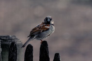 Bir ev serçesi ayakta dikilip izleyiciye bakıyor.