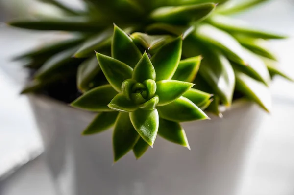 Green Sempervivum Chick Growing Away Parent Plant White Pot Out — Stock Photo, Image