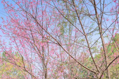 vahşi Himalaya kiraz çiçeklenme