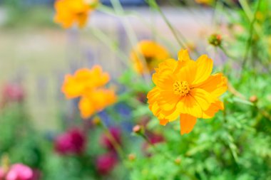 Sarı cosmos çiçek