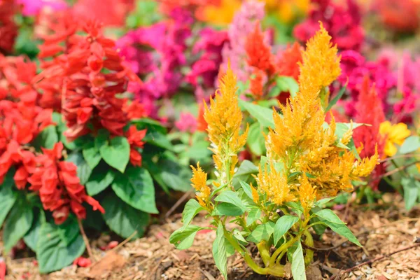 Colorful cockscomb flowers — Stock Photo, Image