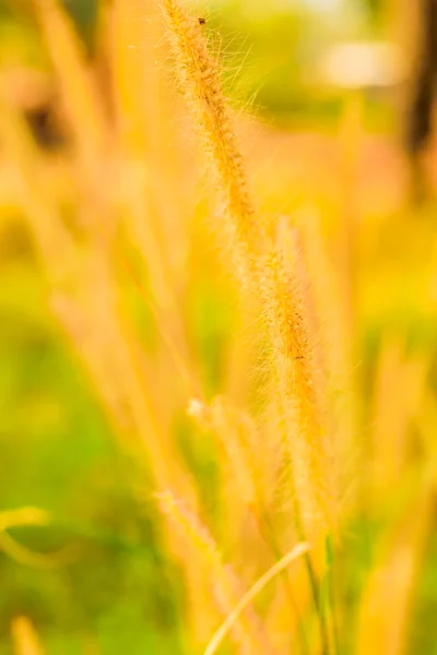 The flower gold grass — Stock Photo, Image